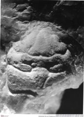 Historisches Foto von Prosopon sp. (NHMW-AFW-GEO-BACHMAYER-FOTO-1990-0041-3516b)